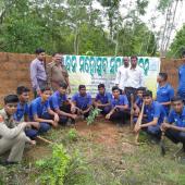 Tree Plantation