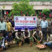 Tree Plantation