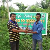 Tree Plantation