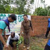 Tree Plantation