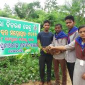 Tree Plantation