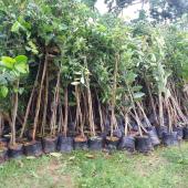 Tree Plantation