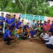 Tree Plantation
