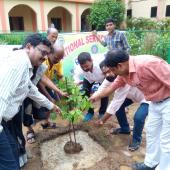 Tree Plantation