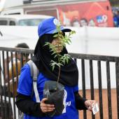 Tree Plantation" Guinness Record of largest distribution of Saplings