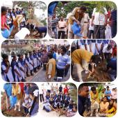 Tree Plantation