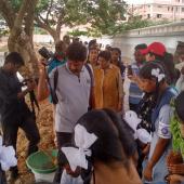 Tree Plantation