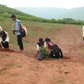 Tree Plantation