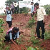 Tree Plantation