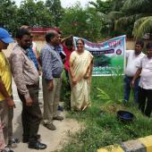Tree Plantation