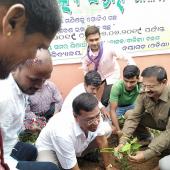 Tree Plantation