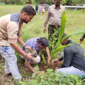 Tree Plantation