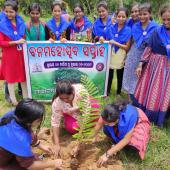 Tree Plantation