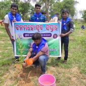 Tree Plantation