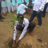 Tree Plantation