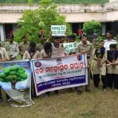 Tree Plantation