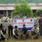 Tree Plantation