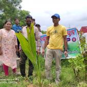 Tree Plantation