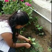 Environment Day 